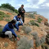 Descubren una nueva población de una planta en peligro de extinción en la costa de Orihuela Descubren una nueva población de una planta en peligro de extinción en la costa de Orihuela