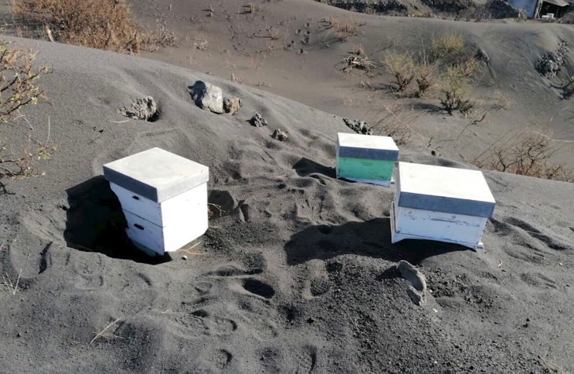 Miles de abejas sobreviven tras pasar 50 días sepultadas bajo la ceniza del volcán de La Palma Miles de abejas sobreviven tras pasar 50 días sepultadas bajo la ceniza del volcán de La Palma