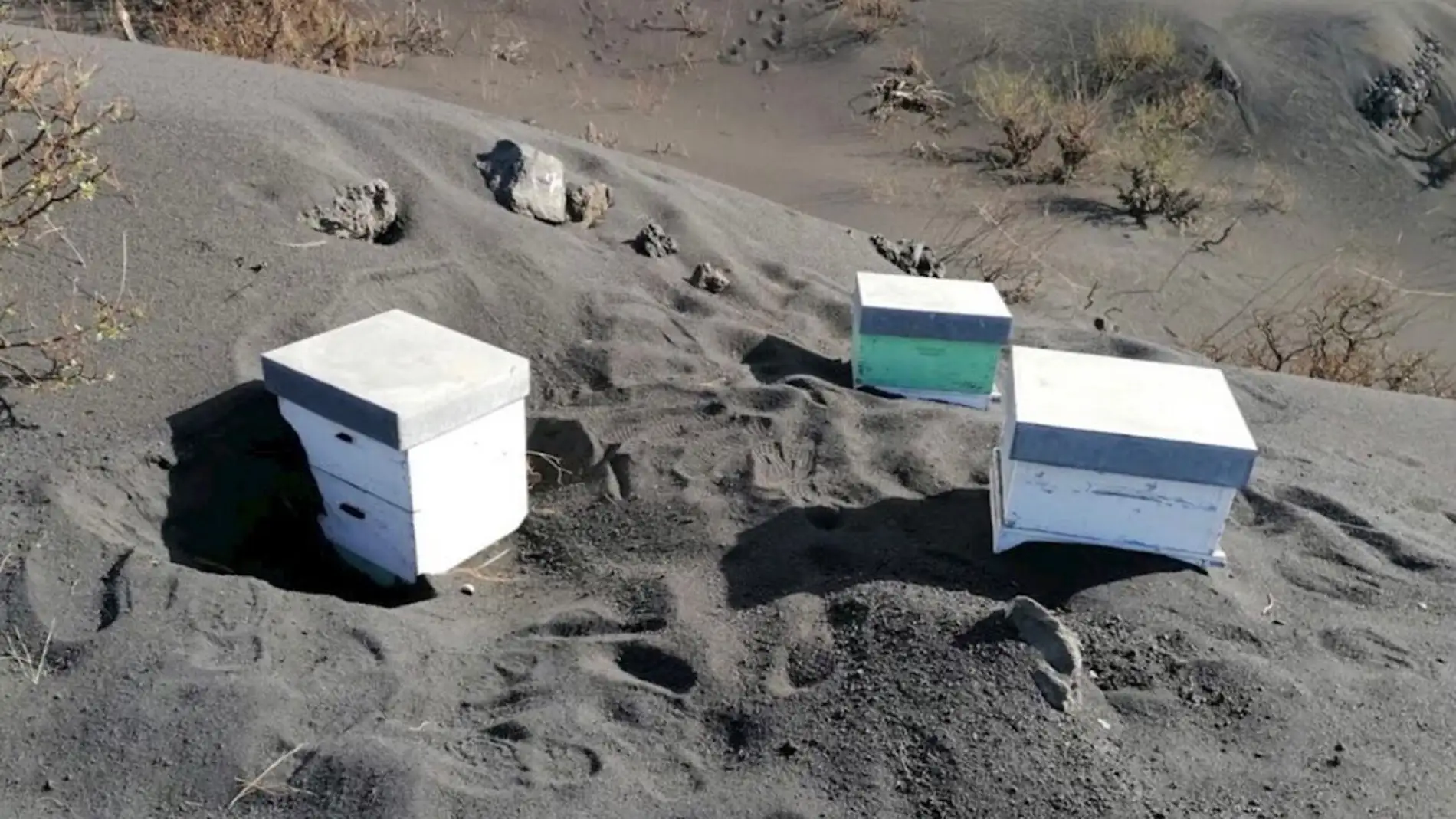 Miles de abejas sobreviven sepultadas tras pasar 50 días sepultadas bajo la ceniza del volcán de La Palma