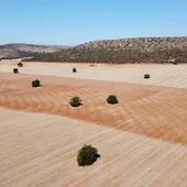 Zona agrícola finca 'La nava del conejo' (Valdepeñas) Zona agrícola finca 'La nava del conejo' (Valdepeñas)