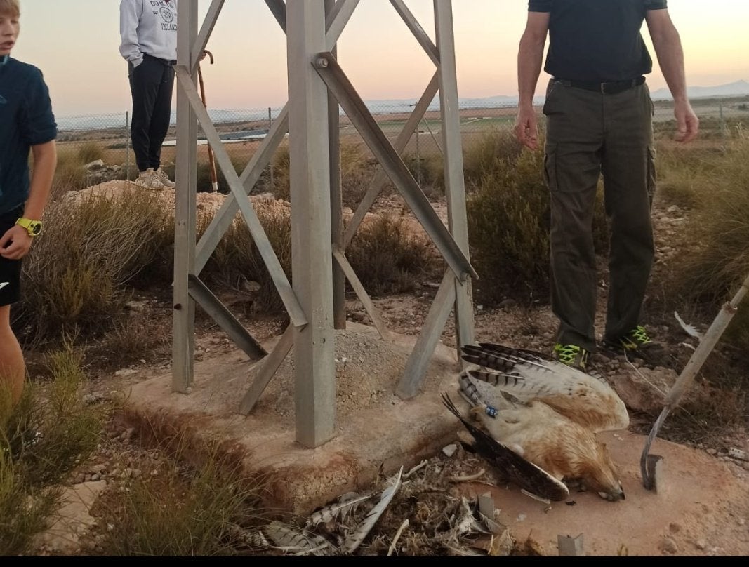 ANSE y la Asociación Región de Murcia Limpia denuncian nuevamente a Iberdrola ante la Fiscalía por la muerte de dos águilas perdiceras” ANSE y la Asociación Región de Murcia Limpia denuncian nuevamente a Iberdrola ante la Fiscalía por la muerte de dos águilas perdiceras”