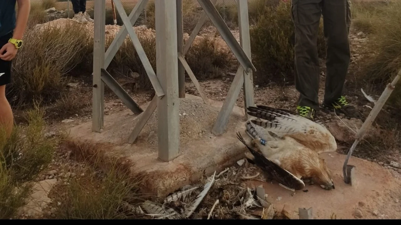 ANSE y la Asociación Región de Murcia Limpia denuncian nuevamente a Iberdrola ante la Fiscalía por la muerte de dos águilas perdiceras”