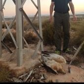ANSE y la Asociación Región de Murcia Limpia denuncian nuevamente a Iberdrola ante la Fiscalía por la muerte de dos águilas perdiceras”