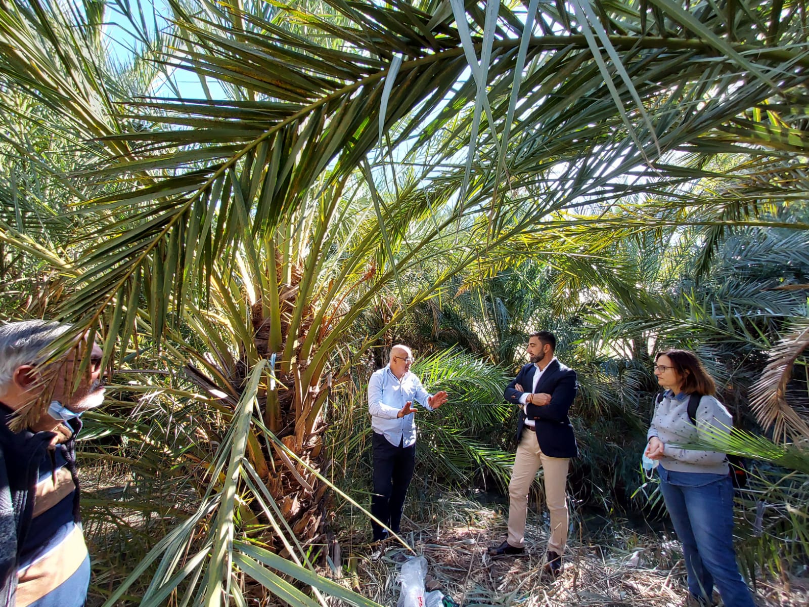 Orihuela prueba en el Palmeral un sistema pionero en el mundo en la detección precoz de picudo rojo Orihuela prueba en el Palmeral un sistema pionero en el mundo en la detección precoz de picudo rojo