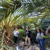 Orihuela prueba en el Palmeral un sistema pionero en el mundo en la detección precoz de picudo rojo Orihuela prueba en el Palmeral un sistema pionero en el mundo en la detección precoz de picudo rojo