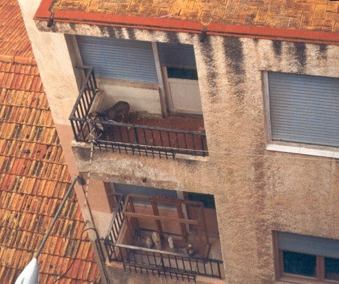 En Alicante, 98 animales han sido rescatados, en lo que va de año, de balcones o patios En Alicante, 98 animales han sido rescatados, en lo que va de año, de balcones o patios