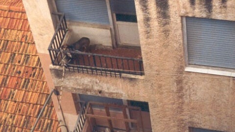 Perros en balc&oacute;n