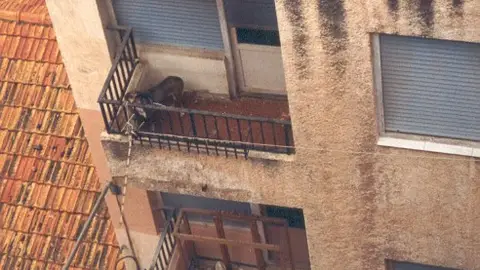 Perros en balcón Perros en balcón