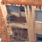 Perros en balcón Perros en balcón