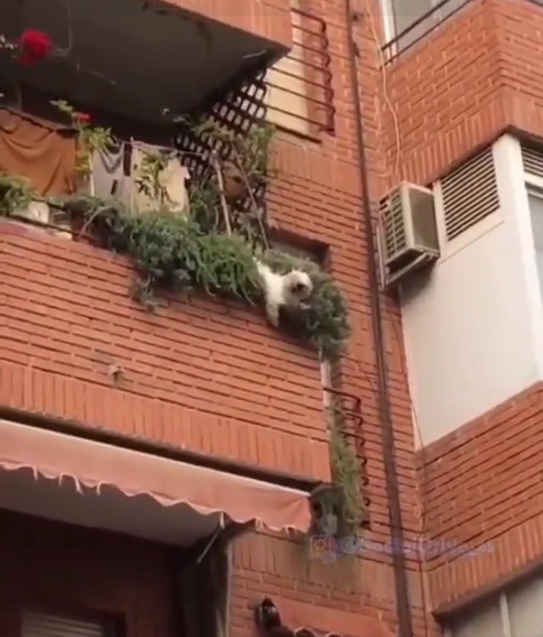 Unos vecinos salvan la vida de un perro que cayó desde un balcón Unos vecinos salvan la vida de un perro que cayó desde un balcón