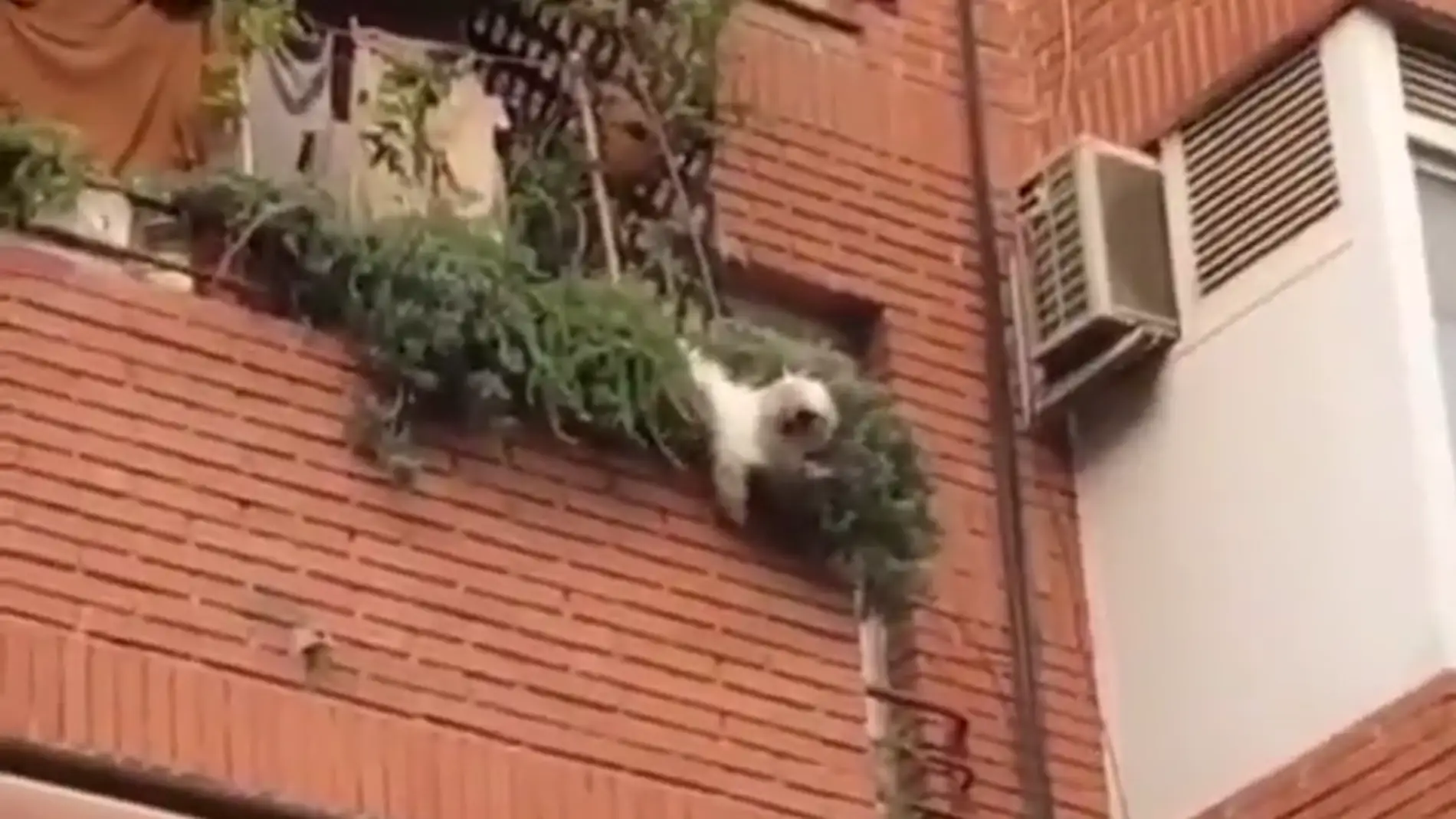 Unos vecinos salvan la vida de un perro que cayó desde un balcón 