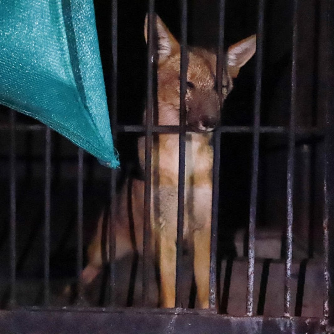 "El que quiera un perro, que adopte o por lo menos que se lo compre a un profesional, no vaya a ser que a ti también te den zorro por husky"" "El que quiera un perro, que adopte o por lo menos que se lo compre a un profesional, no vaya a ser que a ti también te den zorro por husky""