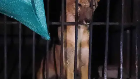 Zorro que fue vendido como husky Zorro que fue vendido como husky