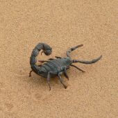 Una tormenta en Egipto provoca una plaga de escorpiones que ya ha matado a tres personas