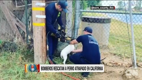 Fotograma del v&iacute;deo del rescate del perro