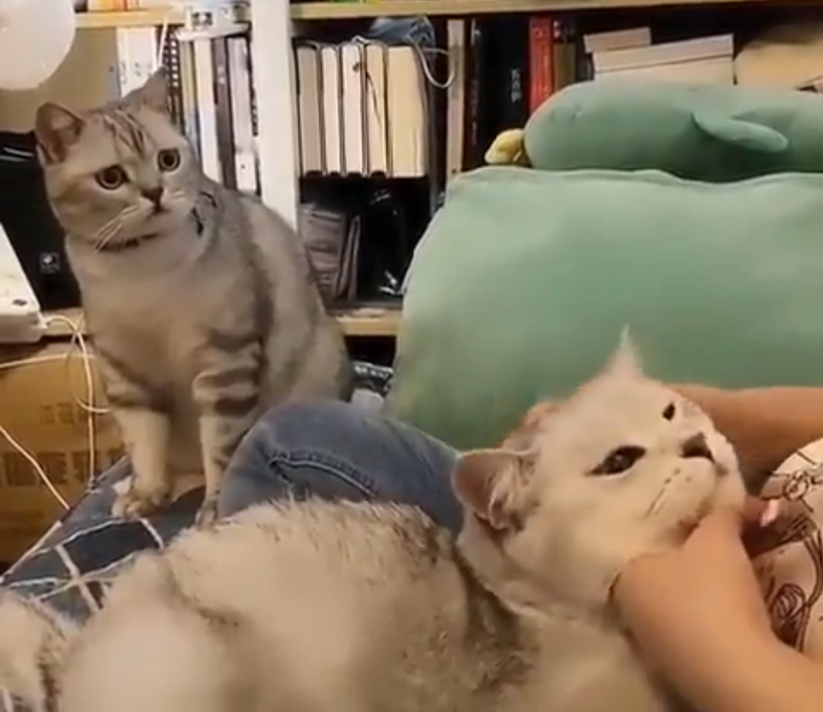 ¿Pueden ser los gatos celosos? ¿Pueden ser los gatos celosos?