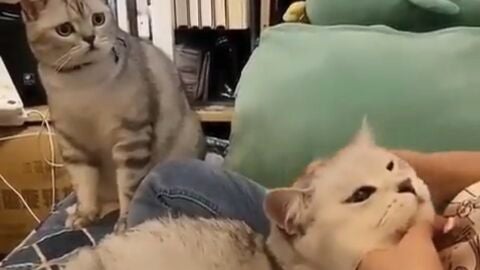 Fotograma del v&iacute;deo viral 