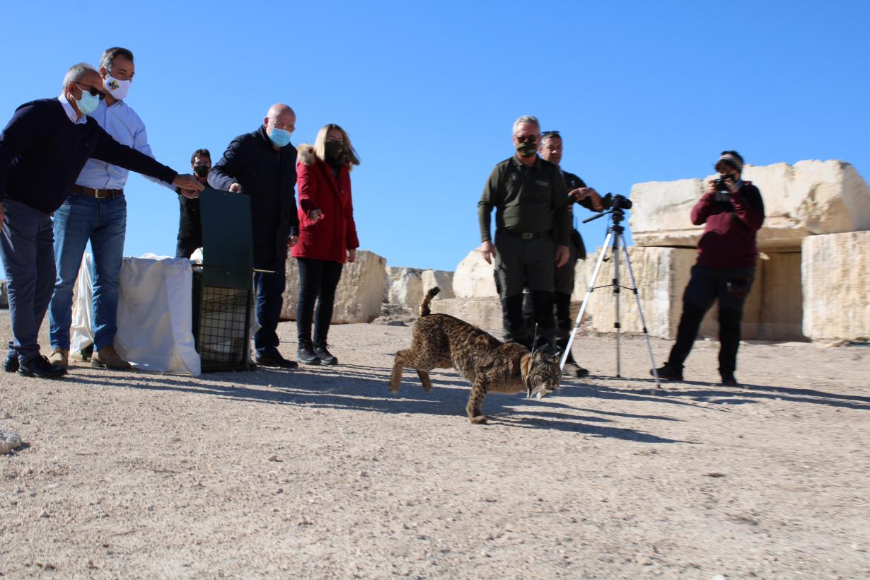 El Gobierno Regional intentará que se establezca en Albacete el primer núcleo incipiente de linces ibéricos El Gobierno Regional intentará que se establezca en Albacete el primer núcleo incipiente de linces ibéricos