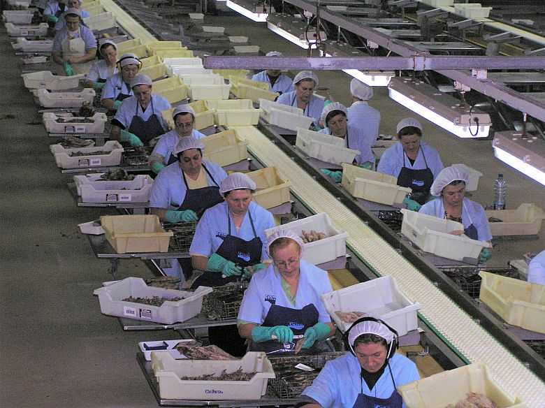 El sector de la conserva en alerta ante un posible desabastecimiento de aceite de girasol. El sector de la conserva en alerta ante un posible desabastecimiento de aceite de girasol.