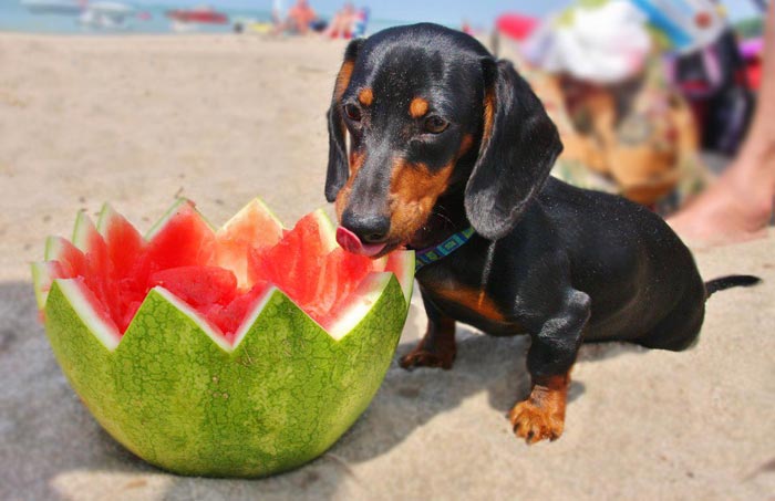 Ángel Osuna, adiestrador canino, algunas frutas podemos compartirlas con nuestro perro Ángel Osuna, adiestrador canino, algunas frutas podemos compartirlas con nuestro perro