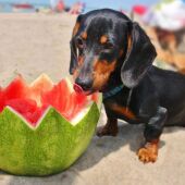 Ángel Osuna, adiestrador canino, algunas frutas podemos compartirlas con nuestro perro     