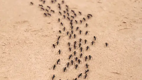 Hilera de hormigas Hilera de hormigas