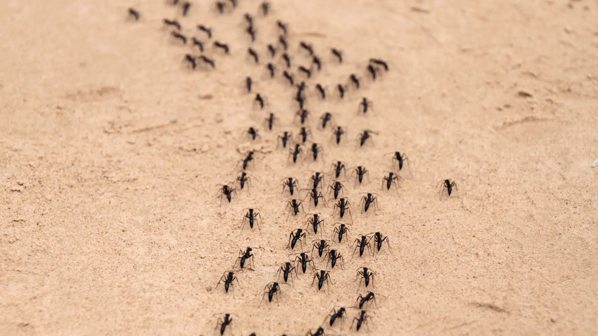 Hilera de hormigas Hilera de hormigas