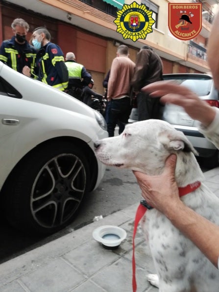 La Policía Local propone premiar al ciudadano que resultó herido tras salvar a un perro que cayó desde un cuarto piso La Policía Local propone premiar al ciudadano que resultó herido tras salvar a un perro que cayó desde un cuarto piso