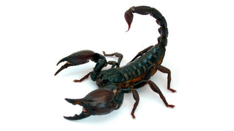 Escorpi&oacute;n