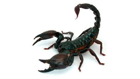 Escorpión Escorpión