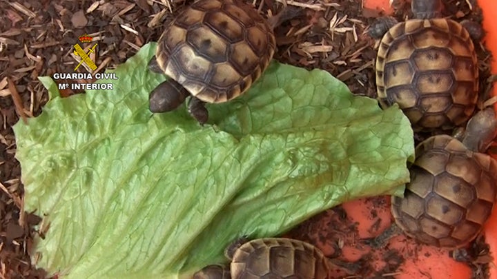 Investigan a un hombre que vendía tortugas de especie protegida en Moncofar Investigan a un hombre que vendía tortugas de especie protegida en Moncofar