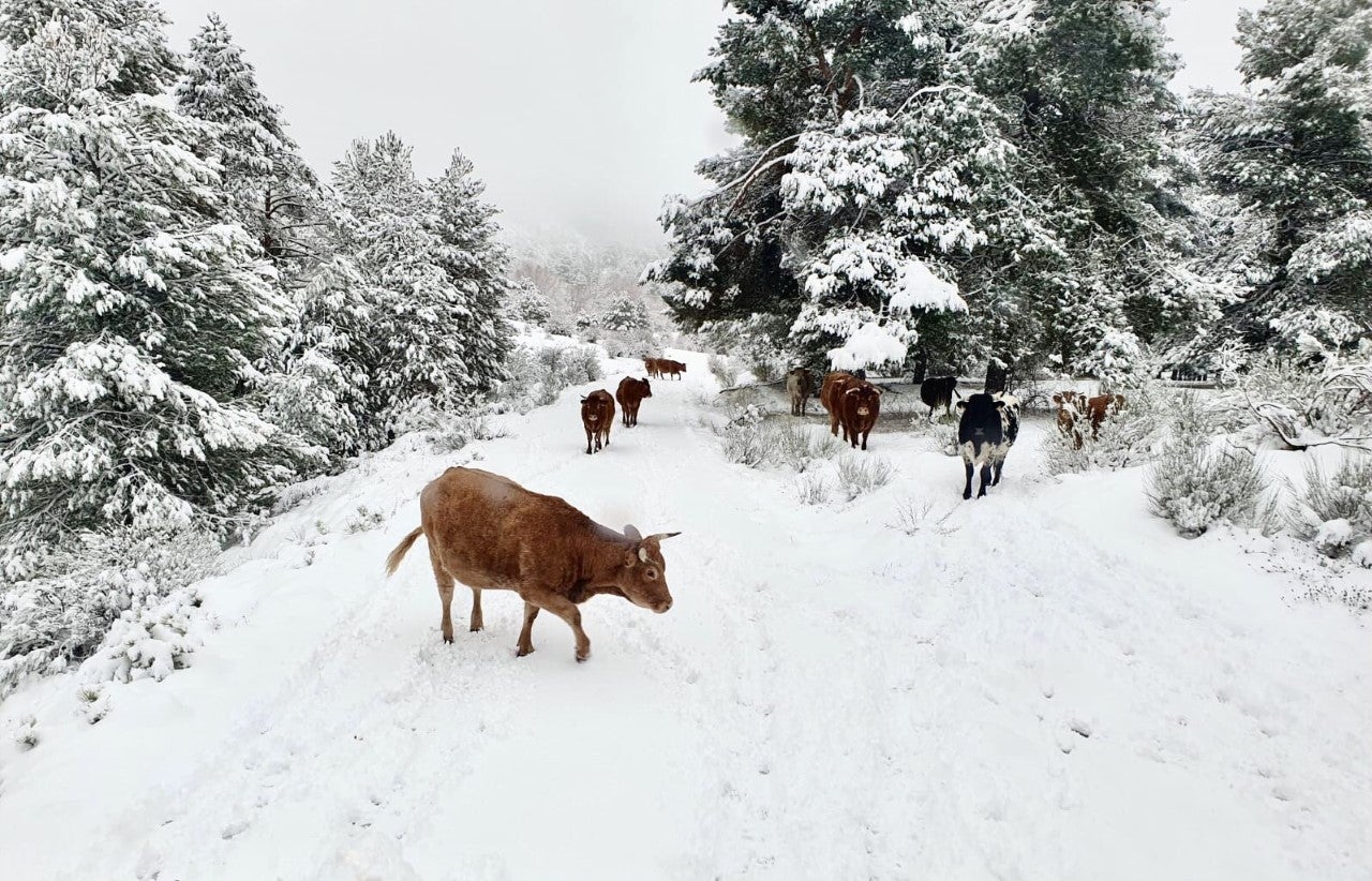 Despejan las calles de seis localidades de la Serranía de Cuenca tras las nevadas Despejan las calles de seis localidades de la Serranía de Cuenca tras las nevadas