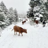 Estampas invernales en localidades como Cañizares, Las Majadas o Buenache de la Sierra