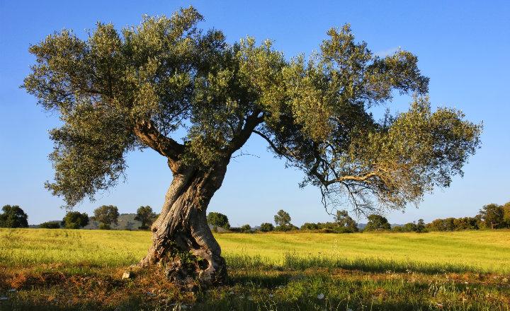 Carmen Martínez nos habla sobre la recuperación del olivo autóctono en Galicia Carmen Martínez nos habla sobre la recuperación del olivo autóctono en Galicia