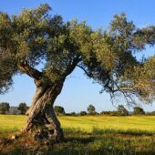 Día Mundial del Olivo con la finalidad de proteger y preservar un árbol emblemático 