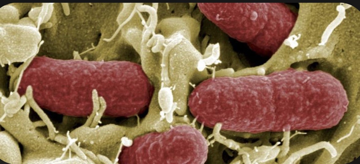 Investigadores británicos declaran la guerra a las superbacterias con un nuevo método de edición genética Investigadores británicos declaran la guerra a las superbacterias con un nuevo método de edición genética