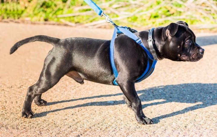 Veterinario de Cabecera 15/02/2022 Veterinario de Cabecera 15/02/2022