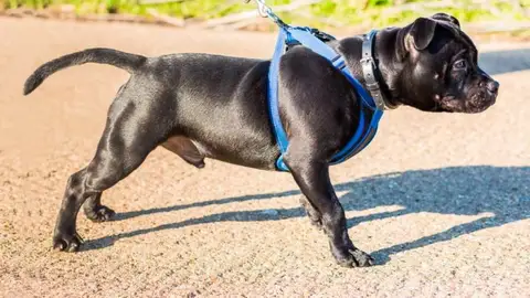 Adiestramiento perro can