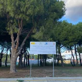 El pinar donde se instalará este futuro parque canino El pinar donde se instalará este futuro parque canino
