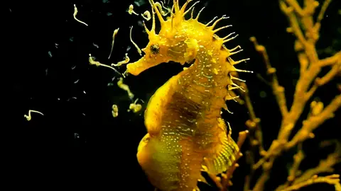 Hoy conocemos a Hippo, un caballito de mar, del Mar Menor, protagonista de un cuento leído por Montse Noguera mudic