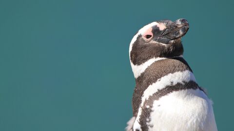 Ping&uuml;ino de magallanes
