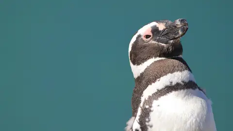 Pingüino de magallanes Pingüino de magallanes