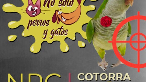 No Solo Perros y Gatos T03xE05: Cuando vengas a Madrid, cotorra m&iacute;a