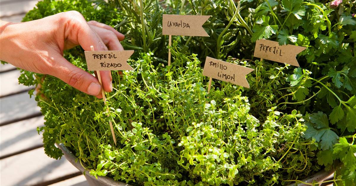 Sol Sinti Gonzálvez Valle, técnico superior de agricultura, nos habla del taller sobre plantas aromáticas Sol Sinti Gonzálvez Valle, técnico superior de agricultura, nos habla del taller sobre plantas aromáticas