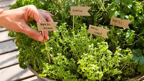 María González, técnico superior de agricultura, nos habla del taller sobre plantas aromáticas plantas aromaticas