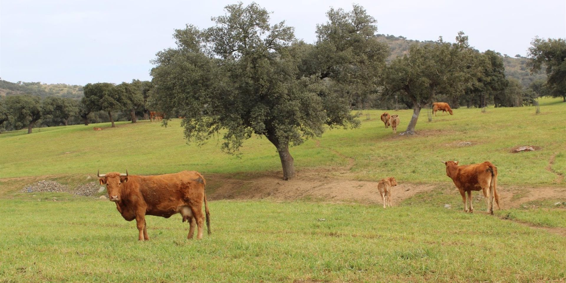 UPA-UCE pide a la Junta y al Ministerio de Agricultura que declaren a Extremadura zona libre de lengua azul UPA-UCE pide a la Junta y al Ministerio de Agricultura que declaren a Extremadura zona libre de lengua azul