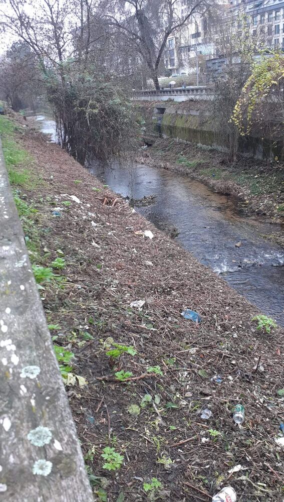 Tala de árbores no Barbaña