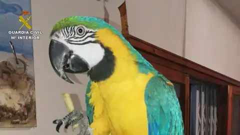 El guacamayo decomisado en El Campello El guacamayo decomisado en El Campello