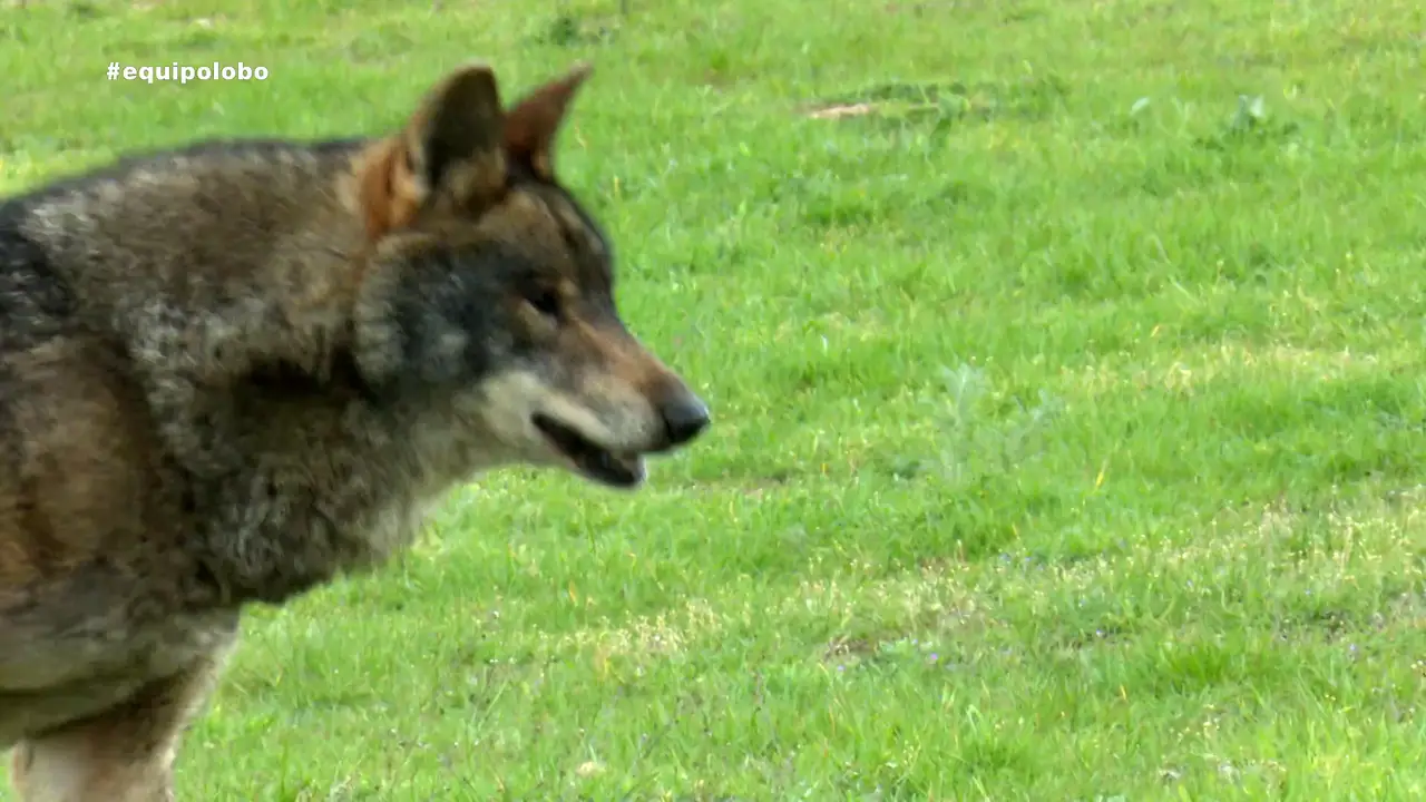 Que viene el lobo Que viene el lobo