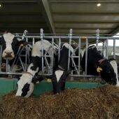 Vacas de la explotación ganadera SAT Indelante, en Voto (Cantabria). 